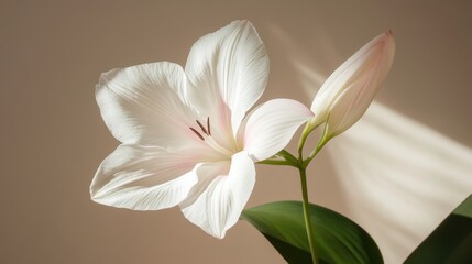 White flower with pink undertones on taupe background