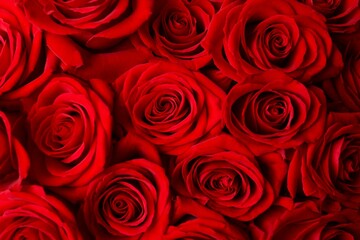 Beautiful red roses close up