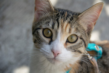 Domestic calico cat with green eyes, close-up.