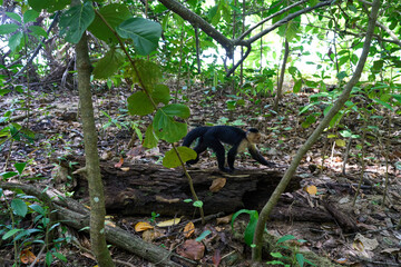 Cahuita, Costa Rica - November 16, 2024 - trail in a forest in the Cahuita National Park 