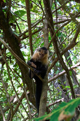 Cahuita, Costa Rica - November 16, 2024 - trail in a forest in the Cahuita National Park 