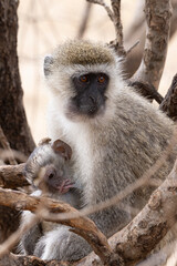 Velvet monkey mother with her bay drinking milk in Tarangire National Park in Tanzania East Africa