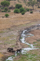 Fototapeta premium Scenic bird view of river and group of elephants Tarangire National Park in Tanzania East Africa