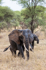 Fototapeta premium African Elephant walking in Tarangire National Park in Tanzania East Africa