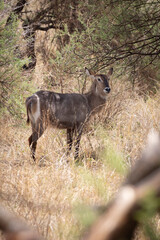 Waterbuck (Kobus ellipsiprymnus) hiding behind tree in Tarangire National Park in Tanzania East Africa