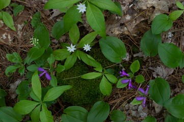Ephemeral spring flowers growing out of the forest floor in the Maine woods