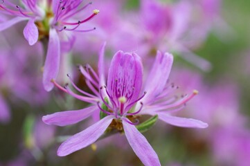 pink Rhododendron flower