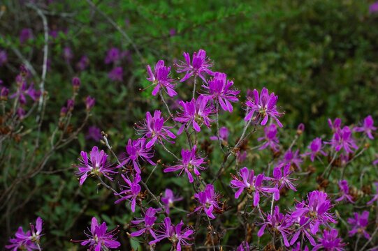 pink Rhododendron flowers