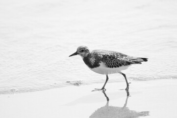 Ruddy Turnstone on the beach