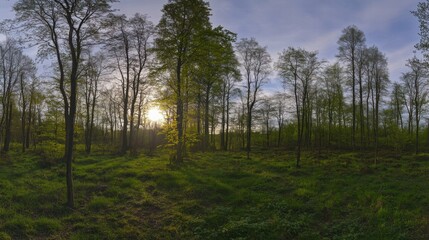 Fototapeta premium Forest Sunset Panorama: Serene landscape photography showcasing a breathtaking sunset through the trees in a lush green forest. The golden hour light bathes the scene in warm, inviting tones. 