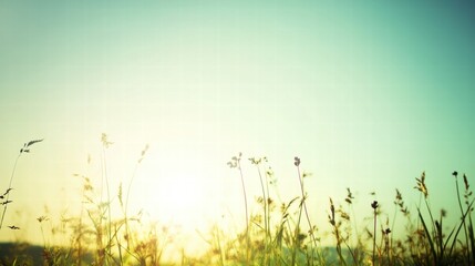 Obraz premium Golden Hour Meadow: Serene sunset over a tranquil field of wildflowers, bathed in warm, golden light. A peaceful and idyllic landscape photograph. 