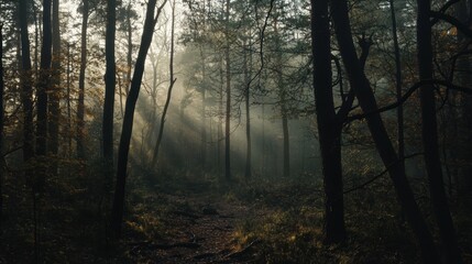 Fototapeta premium Mystical Forest Path: A narrow path winds through a dense forest, bathed in the ethereal glow of sunlight filtering through the mist. The trees stand tall and imposing.