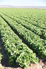 Yuma, AZ. U.S.A. 11/2024.  At the convergence of Arizona, California, Mexico and the Colorado River is Yuma, Arizona, the Winter Lettuce capital of North America. 