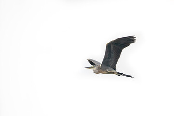 Purple heron with beautiful blur background | Ardea purpurea | Least Concern (Population decreasing)