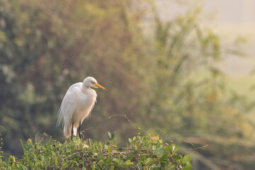 Great egret (Ardea alba) | white bird with beautiful blurred green background | white bird with beautiful morning vibes | white birds in rice fields.