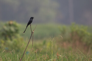 The black drongo is a small Asian passerine bird of the drongo family Dicruridae. | black drongo with beautiful blur green background images | Dicrurus macrocercus