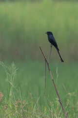 The black drongo is a small Asian passerine bird of the drongo family Dicruridae. | black drongo with beautiful blur green background images | Dicrurus macrocercus