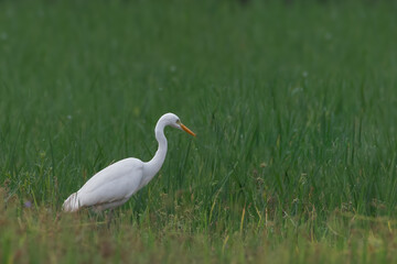 Great egret (Ardea alba) | white bird with beautiful blurred green background | white bird with beautiful morning vibes | white birds in rice fields.