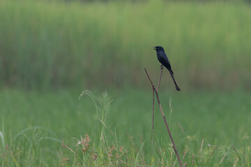 The black drongo is a small Asian passerine bird of the drongo family Dicruridae. | black drongo with beautiful blur green background images | Dicrurus macrocercus