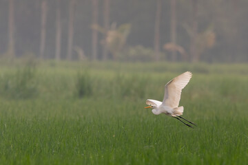 Great egret (Ardea alba)   white bird with beautiful blurred green background   white bird with beautiful morning vibes   white birds in rice fields. © Ashlin Alexander