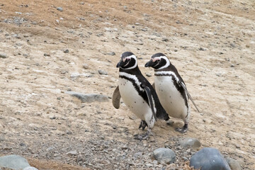Obraz premium pareja de pinguinos magallánicos caminando por isla Magadalena, Patagonia, Chile