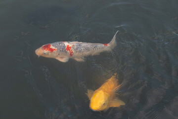 Love the image of the beautiful carp together swimming in the water. The koi fish are such a pretty color and are very ornamental in the Asian culture. The orange, white, and yellow really stand out.