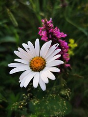 Obraz premium Daisy in the garden