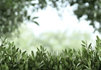 Obraz premium 緑豊かな葉が生い茂る自然の中で穏やかな雰囲気を感じる時間