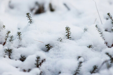 nature under snow, small branches are visible from under white snowdrifts. © Natalya