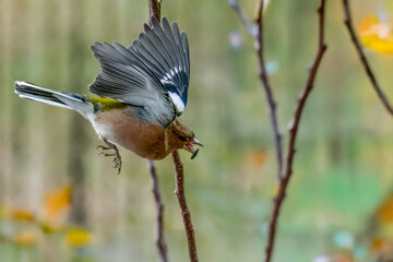 Un fringuello maschio (Fringilla coelebs) vola tra i rami di un albero con un seme nel becco. 