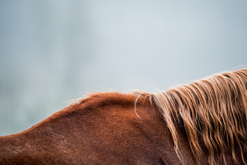 horse equine detail shot fine art copy space