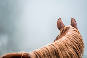 horse equine detail shot fine art copy space