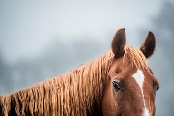 horse equine detail shot fine art copy space
