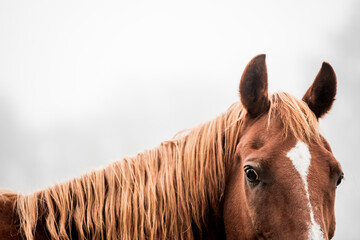 horse equine detail shot fine art copy space