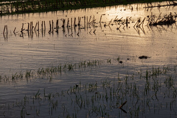 Flooded maize stubble field after long period of rain