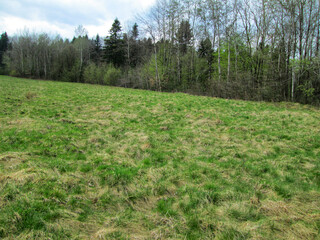 Obraz premium A green meadow bordered by a forest