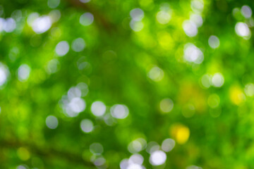 Fototapeta premium Nature green leaf on blurred greenery background in forest and sunlight with copy space. Background of natural green plants landscape, ecology wallpaper. Blurred background of spring nature.