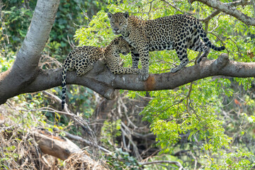 Affection between mother jaguar and cub high in tree © Brian Scantlebury