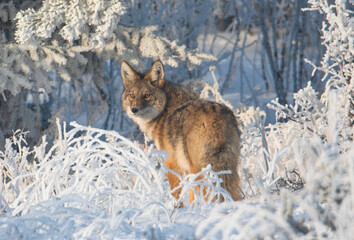 Obraz premium Close up of coyote in the snow