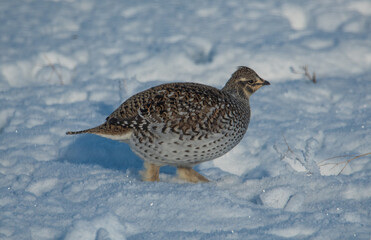 Sharp tailed grouse in the snow