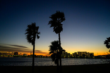 Obraz premium 椰子の木がシルエットで映る浜辺の夕暮れ。兵庫県西宮市の香櫨園浜で撮影