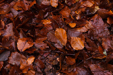 A close-up of vibrant autumn leaves. The image captures stunning hues of golden yellow, fiery orange and deep red, with fine veins and textures clearly visible.
