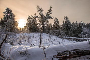 Winter morning in the forest