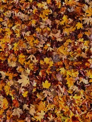 autumn leaves background