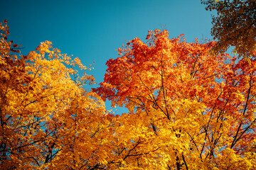 Golden yellow orange maple leaves in Autumn blue sky.