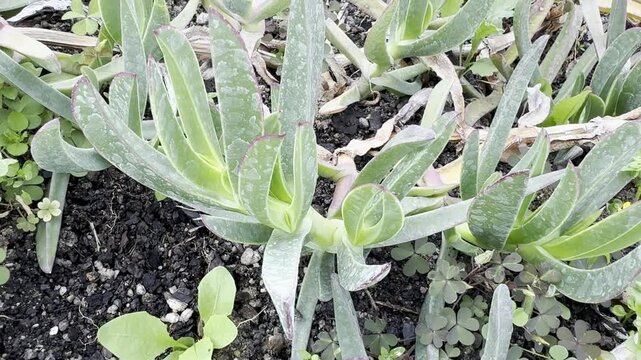 The leaves of the Carpobrotus edulis (goose feet) are a fast-growing, creeping succulent. Commonly known as hottentot-fig, sour fig, ice plant, highway ice plant, or vygie. Close-up, selective focus.
