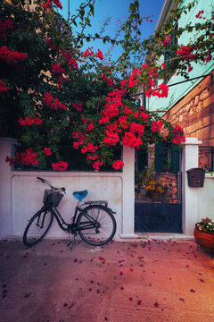 Czerwone kwiaty bugenwilla, egzotyczny ogr&oacute;d	