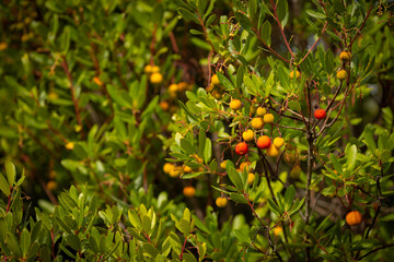 Krzew Chruścina jagodna, Drzewo Truskawkowe lub Poziomkowe (Arbutus unedo), dojrzałe czerwone owoce, egzotyczna roślina © anettastar