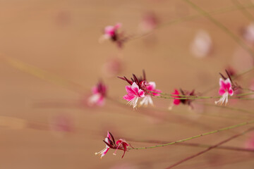 Kwiaty egzotyczne Gaura Lindheimera "Rosy Jane", tapeta kwiatowa, rozmyte tło  © anettastar