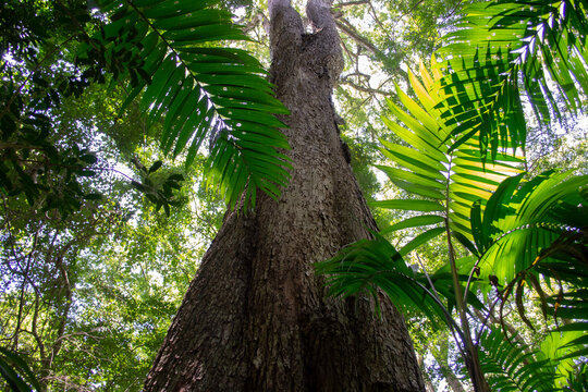 &aacute;rbol lacand&oacute;n 
